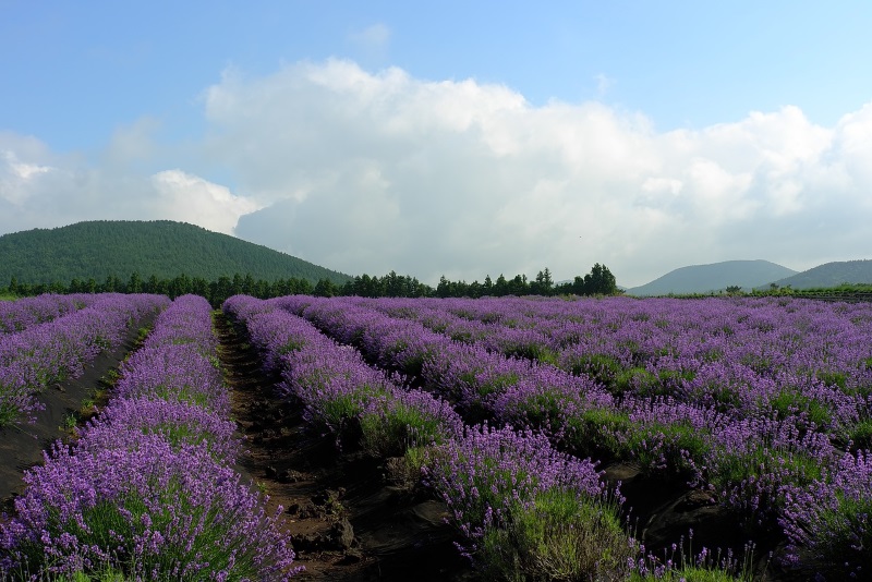 Vast Provence lavender fields, broken by hills and groves, are among the most photogenic sights in France during summer.