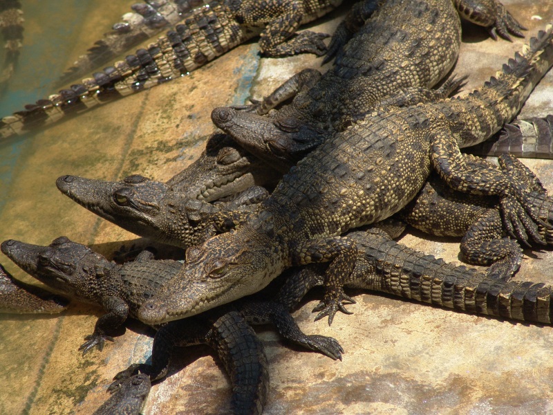 Some floating villages on Tonle Sap Lake, near Siem Reap, breed Siamese crocodiles on crocodile farms.