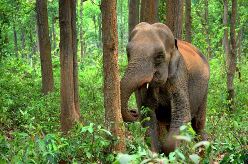 An Asian elephant is strolling through dense wood while the sun rays penetrate the canopy here and there.