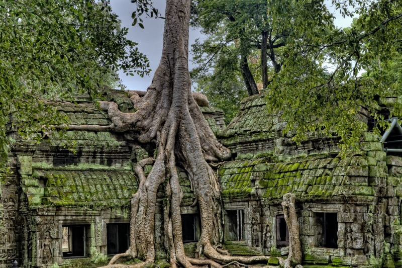 Ta Prohm Temple, overgrown with trees and their roots, is a top attraction of Angkor Archaeological Park near Siem Reap.