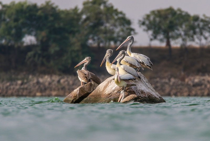 Spot-billed Pelicans are among the birds inhabiting Prek Toal Biosphere Reserve near Siem Reap from November to May.
