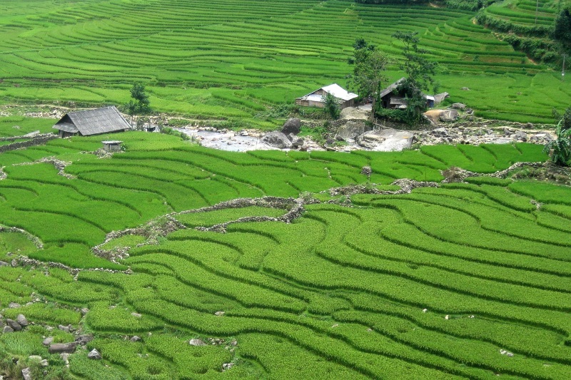 Rice fields are a common sight in Asia. Those in Sapa Region, Vietnam, are some of the most photogenic and expansive ones.