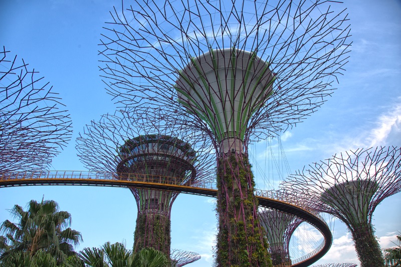 Supertrees in Supertree Grove are the main landmarks of Gardens by the Bay and vertical gardens for various plant species.