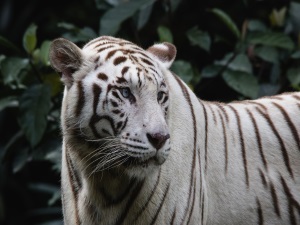 White tiger in its enclosure in Singapore Zoo observes the surrounding area that abounds with lush greenery.