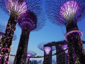 Trees up to 50 meters/164 feet tall in Supertree Grove in Gardens by the Bay are among the iconic landmarks of Singapore.