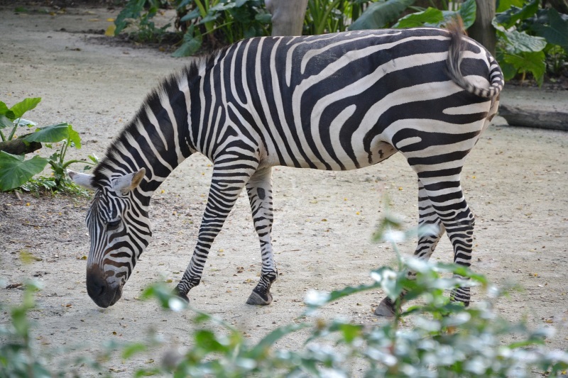 A zebra roams and grazes in its enclosure, mimicking an African countryside, in the zoological park in Singapore.