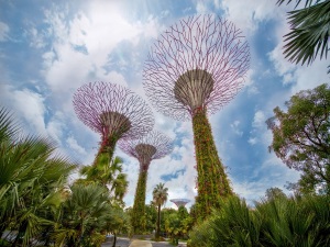Supertree Grove, located in the Gardens by the Bay in Singapore, has 12 of 18 supertrees located within the Bay South area.